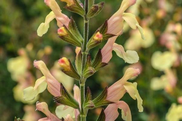 Choosing Tough Perennials for Your Garden