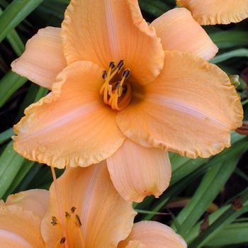 Hemerocallis - 'Ruffled Apricot' Daylily