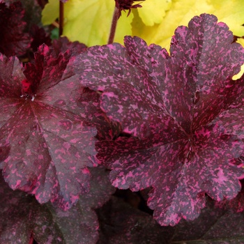 Heuchera - ''Midnight Rose'' Coral Bells