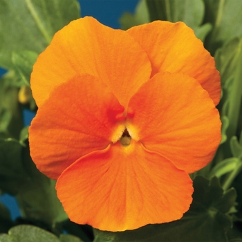 Viola cornuta (Pansy) - Penny™ Orange