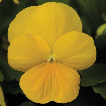 Viola cornuta (Pansy) - Penny™ 'Clear Yellow'