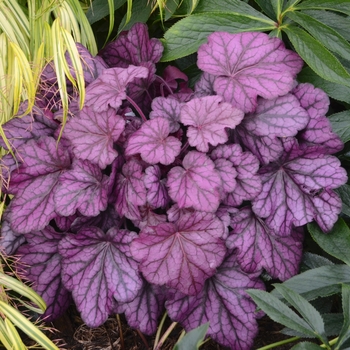 Heuchera (Coral Bells) - Primo&trade; 'Wild Rose'