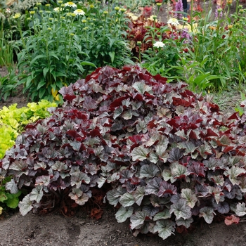 Heuchera (Coral Bells) - Northern Exposure&trade; 'Silver'