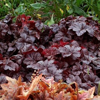 Heucherella - 'Onyx' Foamy Bells
