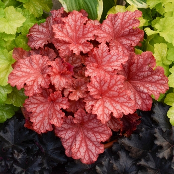 Heuchera (Coral Bells) - Primo&reg; 'Peachberry Ice'
