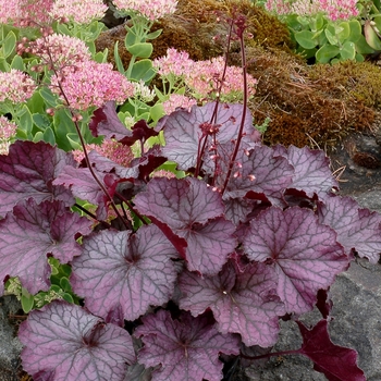 Heuchera (Coral Bells) - Northern Exposure&trade; 'Purple'