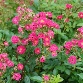 Rosa - 'Oso Easy Peasy®' Rose