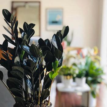 Zamioculcas - 'Raven®' ZZ Plant