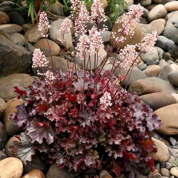 Heuchera - 'Ruby Tuesday' Coral Bells