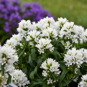 Campanula glomerata - 'Angel Bells' Bellflower