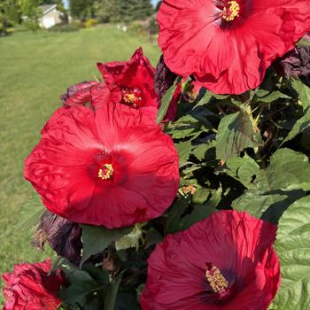 Hibiscus (Rose Mallow) - Summerific&reg; 'Valentine's Crush'