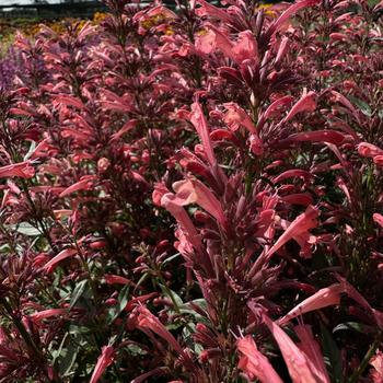 Agastache mexicana - Summerlong™ Coral Mexican Giant Hyssop