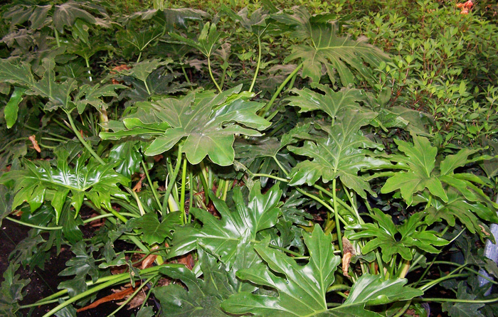 Philodendron - Philodendron selloum from Ladds Gardencener