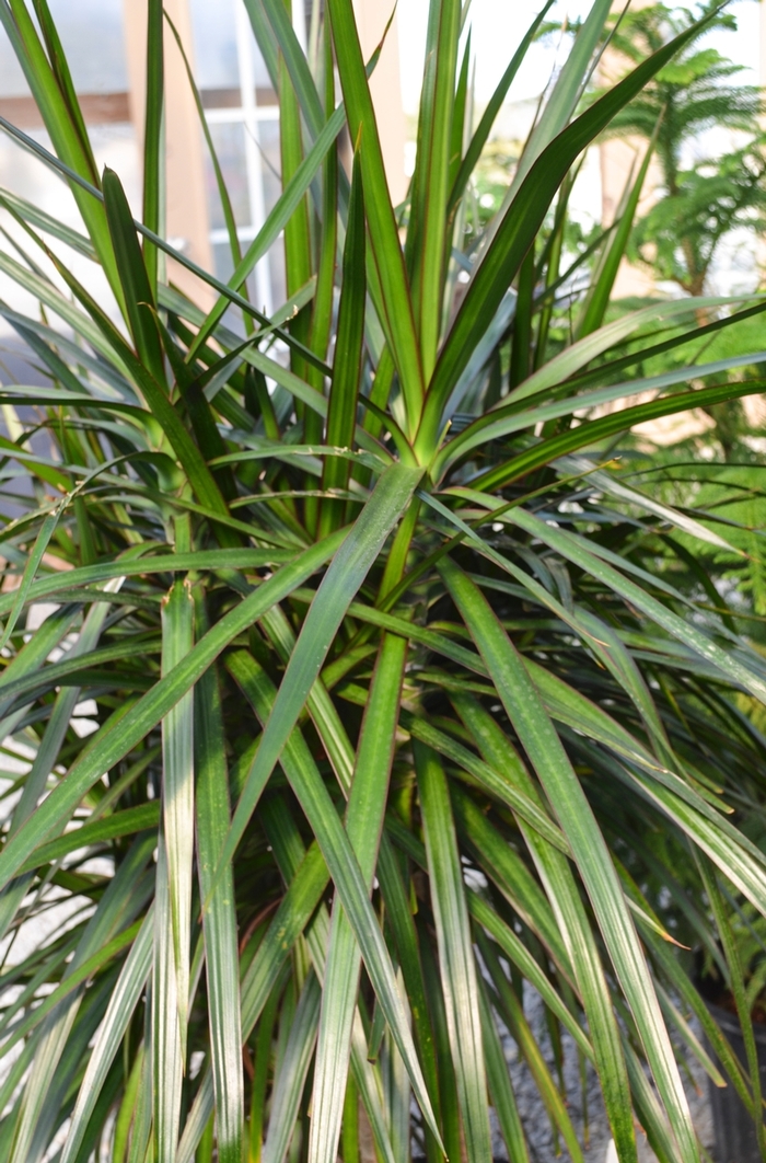 'Rainbow' Dragon Tree - Dracaena marginata from Ladds Gardencener