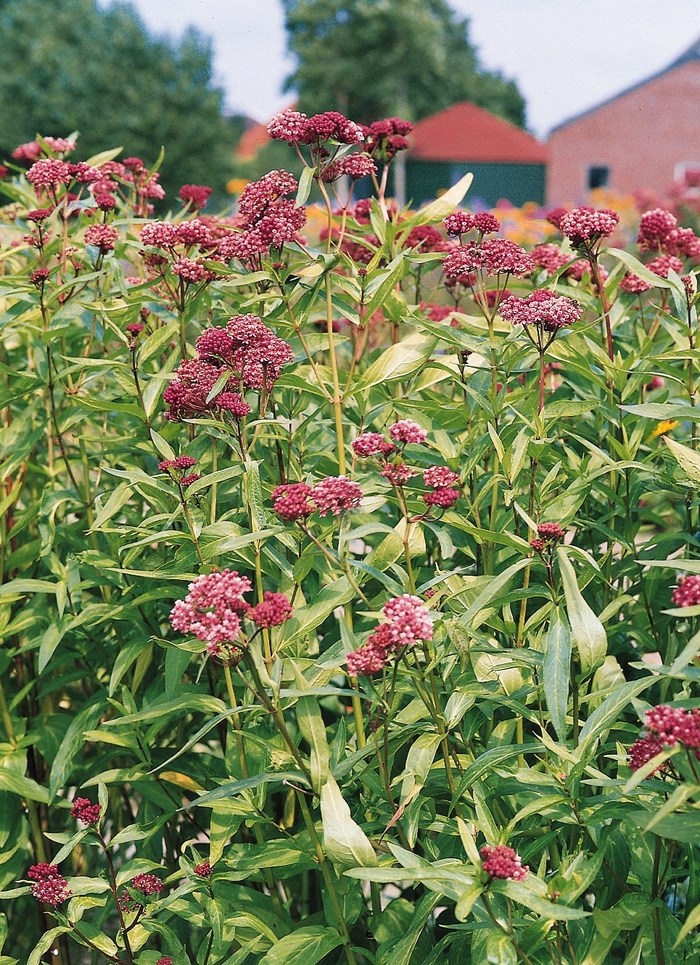 'Soulmate' Swamp Milkweed - Asclepias incarnata from Ladds Gardencener