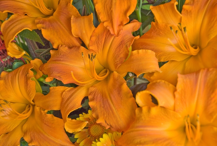 Rainbow Rhythm® 'Primal Scream' - Hemerocallis (Daylily) from Ladds Gardencener