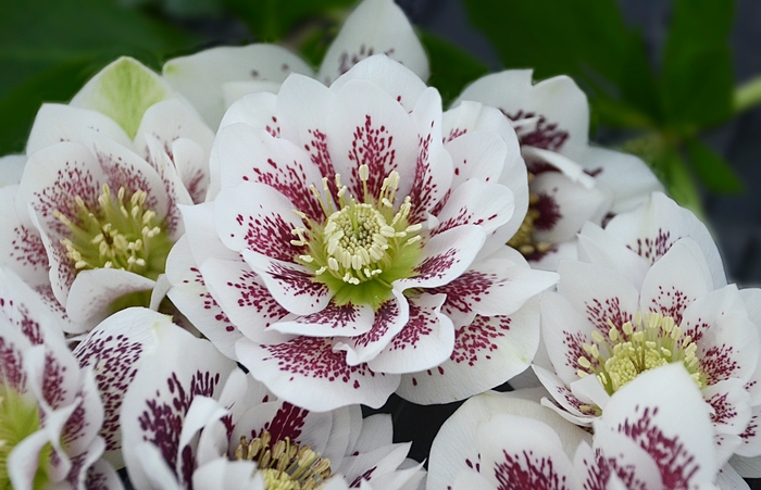 Wedding Party® 'Confetti Cake' - Helleborus (Lenten Rose) from Ladds Gardencener