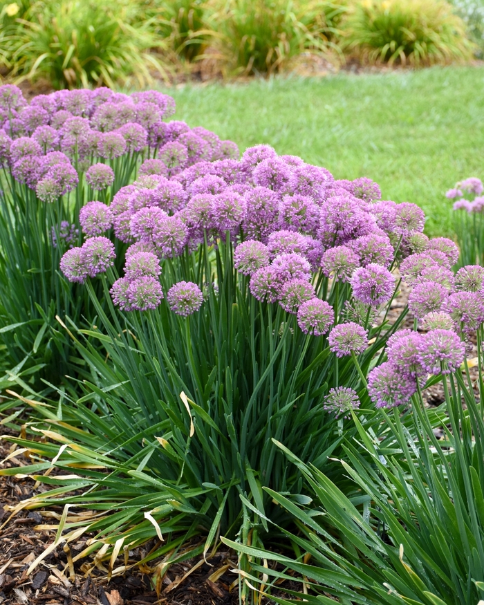 'Serendipity' Ornamental Onion - Allium from Ladds Gardencener