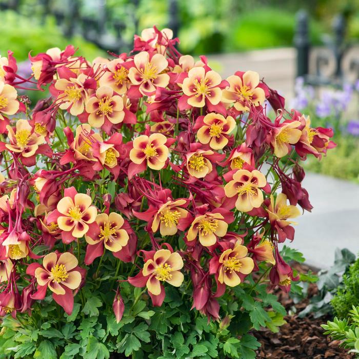 Earlybird™ Red Yellow - Aquilegia caerulea (Columbine) from Ladds Gardencener