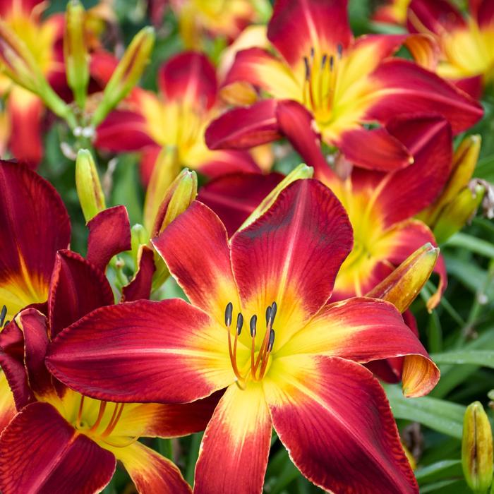 Rainbow Rhythm® 'Ruby Spider' - Hemerocallis (Daylily) from Ladds Gardencener