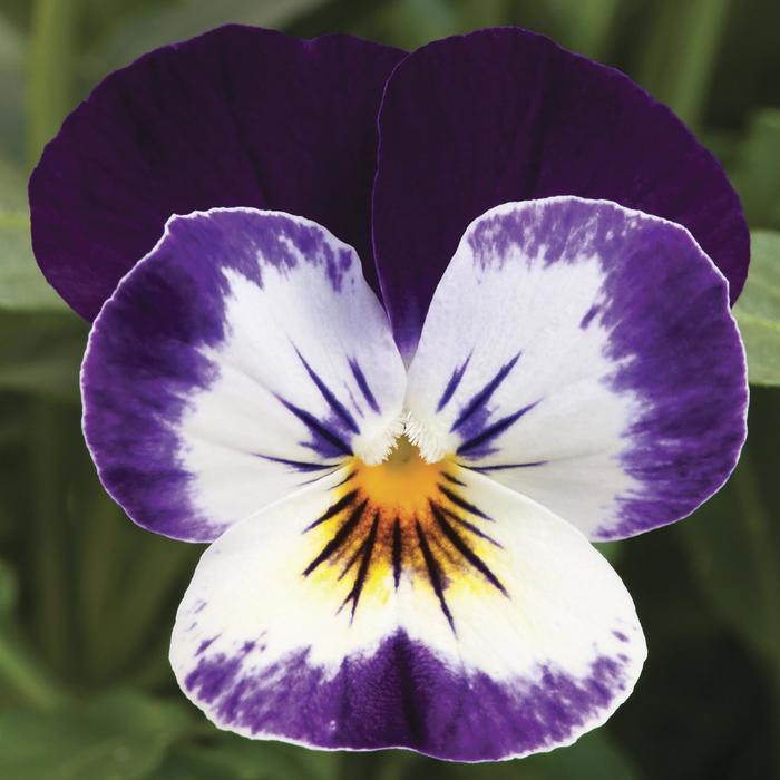 Penny™ 'Mickey' - Viola cornuta (Pansy) from Ladds Gardencener