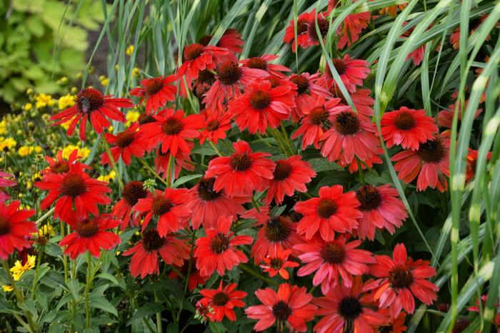 Sombrero® 'Salsa Red' - Echinacea (Coneflower) from Ladds Gardencener