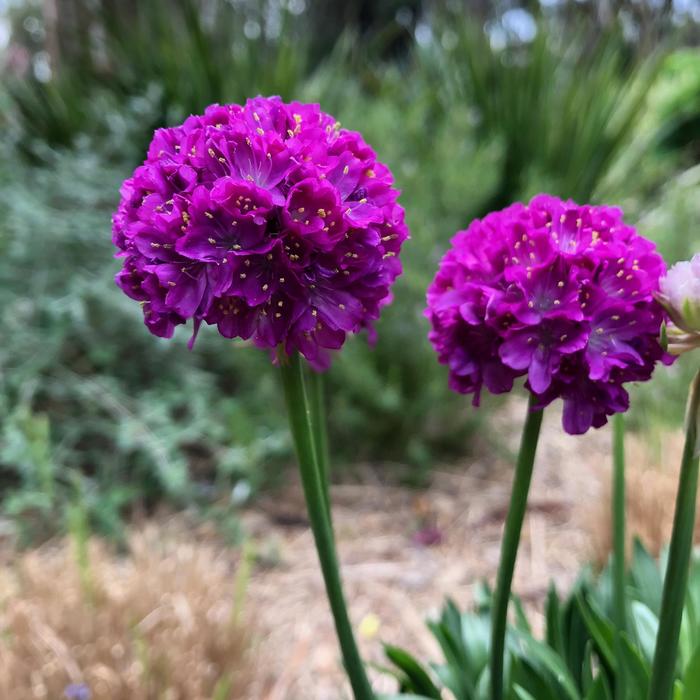 Dreameria® 'Vivid Dreams' - Armeria pseudarmeria (Thrift, Sea Pinks) from Ladds Gardencener