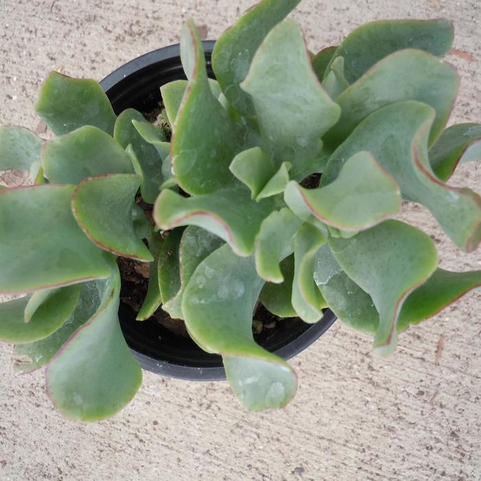 Ripple Jade - Crassula arborescens ssp. undulatifolia from Ladds Gardencener
