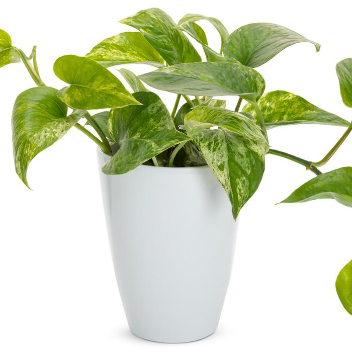 'Marble Queen' Pothos - Epipremnum aureum from Ladds Gardencener