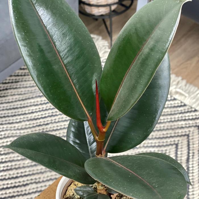 Chroma® 'Burgundy' Rubber Tree - Ficus elastica from Ladds Gardencener