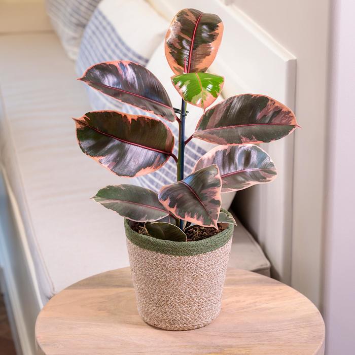 Chroma® 'Belize' Rubber Plant - Ficus elastica from Ladds Gardencener