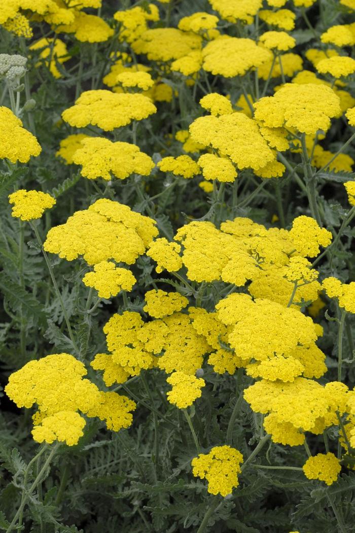 'Moonshine' Yarrow - Achillea millefolium from Ladds Gardencener