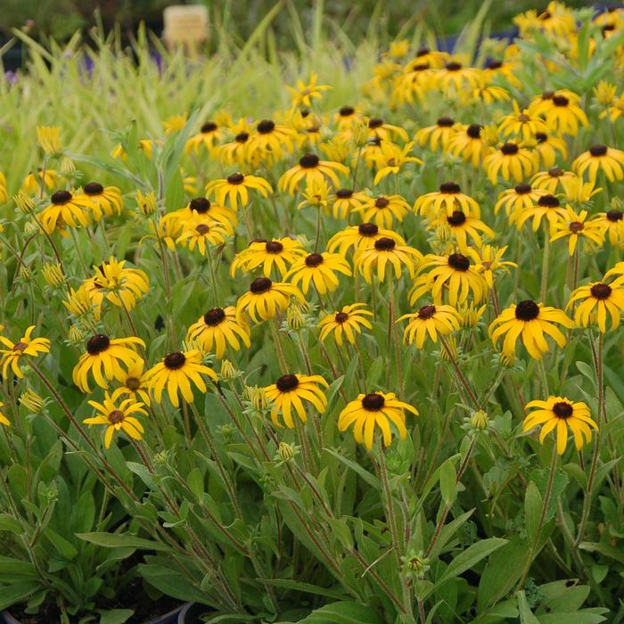 'American Gold Rush' Black Eyed Susan - Rudbeckia from Ladds Gardencener