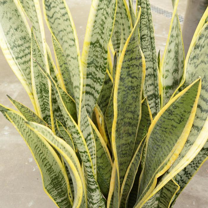 Snake Plant - Sansevieria laurentii from Ladds Gardencener