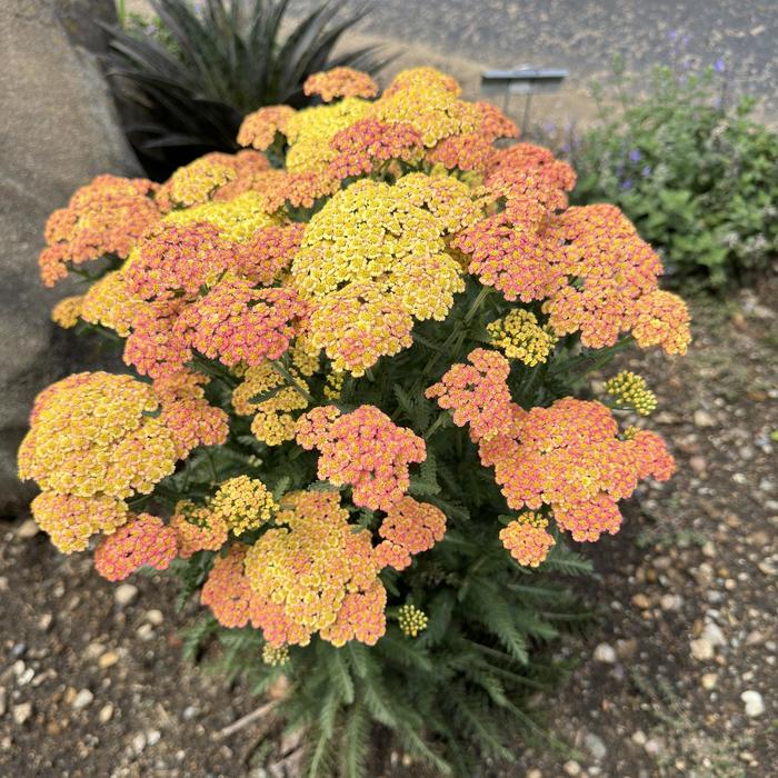 'Firefly Peach Sky' Yarrow - Achillea from Ladds Gardencener
