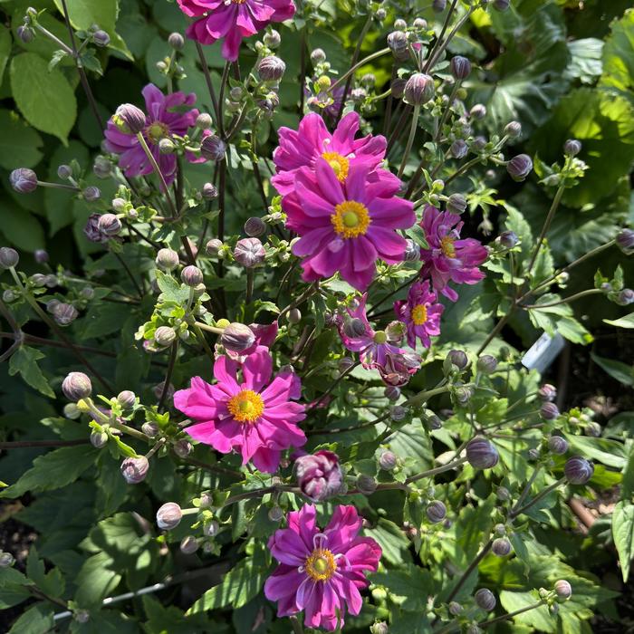 'Curtain Call Deep Rose' Japanese Anemone - Anemone from Ladds Gardencener