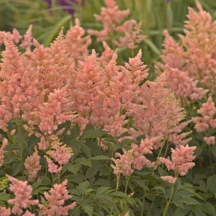 'Peach Blossom' False Spirea - Astilbe japonica from Ladds Gardencener