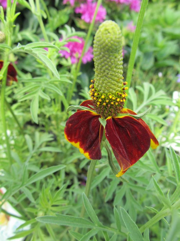 'Red Midget' Dwarf Mexican Hat - Ratibida columnifera from Ladds Gardencener